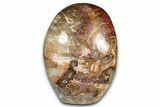 Free-Standing Polished Petrified Wood - Madagascar #339400-1
